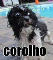 /album/rindo-no-maximo/corolho-jpg/